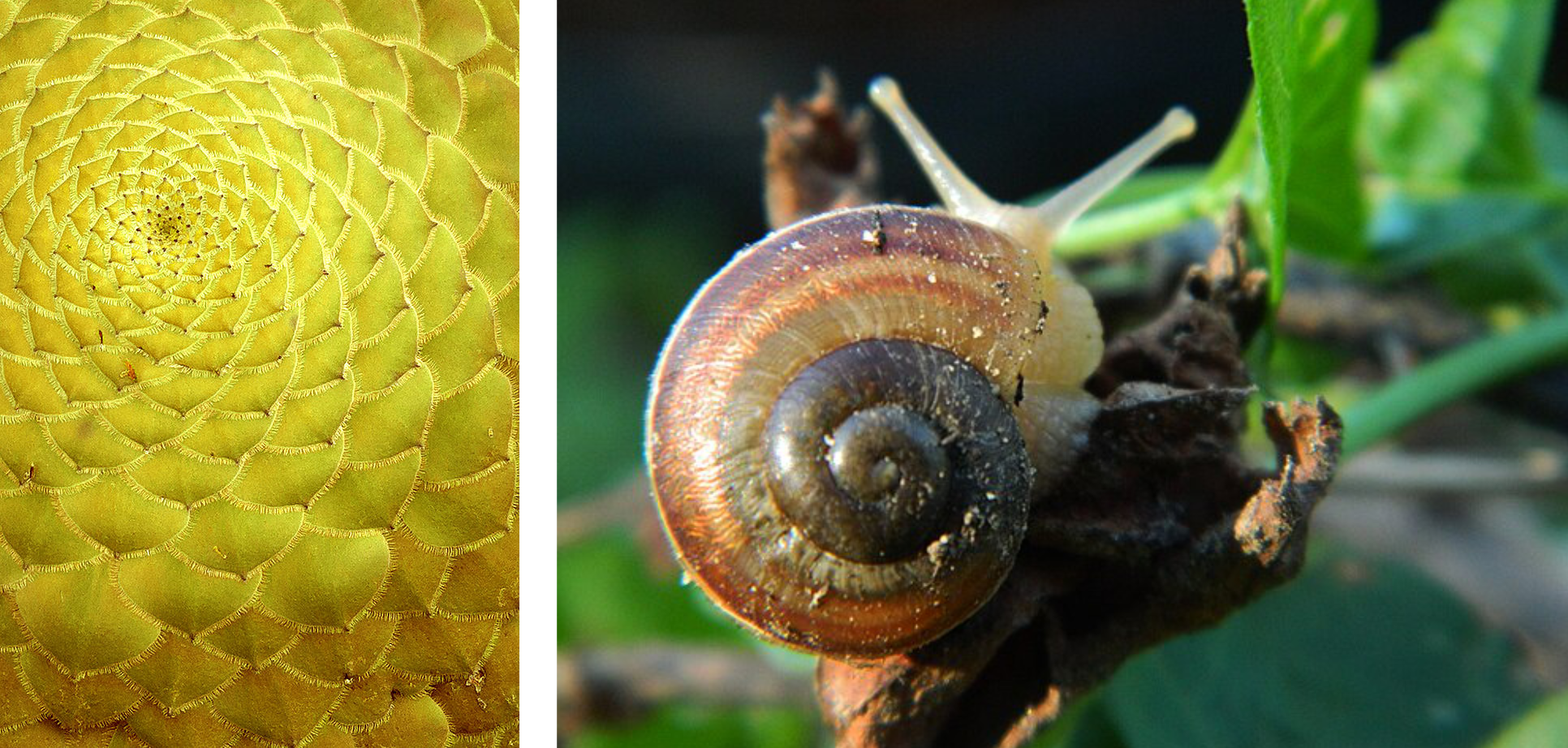 Flower and Snail